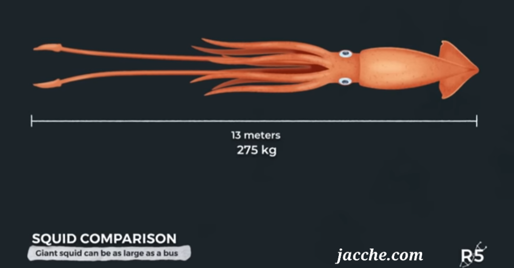 Deep Sea Giants