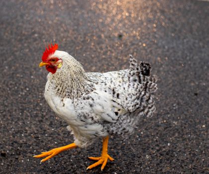 Chicken Road 2: Il mito delle piume e la legge SSL