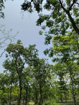 Wildwoodের offizielle টিজার ট্রেলার প্রকাশ: এক ভয়াবহ যাত্রার প্রথম ঝলক