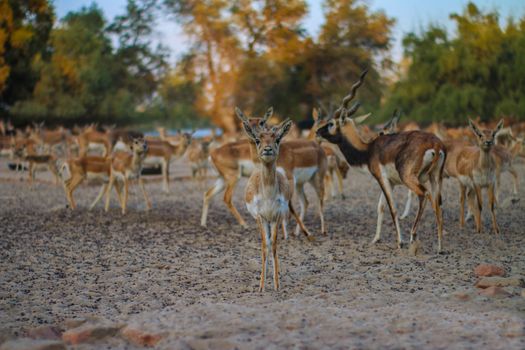 MAMMAL ভিত্তিক ফাউন্ডেশন মডেল: AlphaFold 3‑কে পछाड़ে দেলে ওষুধ খোঁজে নতুন যুগ