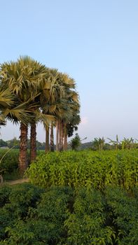 গবেষণা পত্রের কাঠামো: সাইন্স রাইটিংয়ের গাইডলাইন ২০২৬