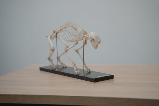 MAMMAL Foundation Model Shatters AlphaFold 3: A New Era in AI‑Driven Medicine
