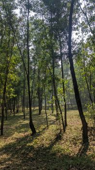 Wildwood অফিসিয়াল টিজার ট্রেলার প্রকাশিত: অক্টোবর ২৩, ২০২৬ রিলিজের আগে একটি রহস্যময় জঙ্গলের ঝলক
