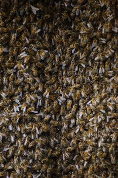 Killer Bee Invasion: হলিউডের নতুন একশন-থ্রিলার, বাংলা ডাবে দর্শকদের হৃদয় স্পর্শ করছে