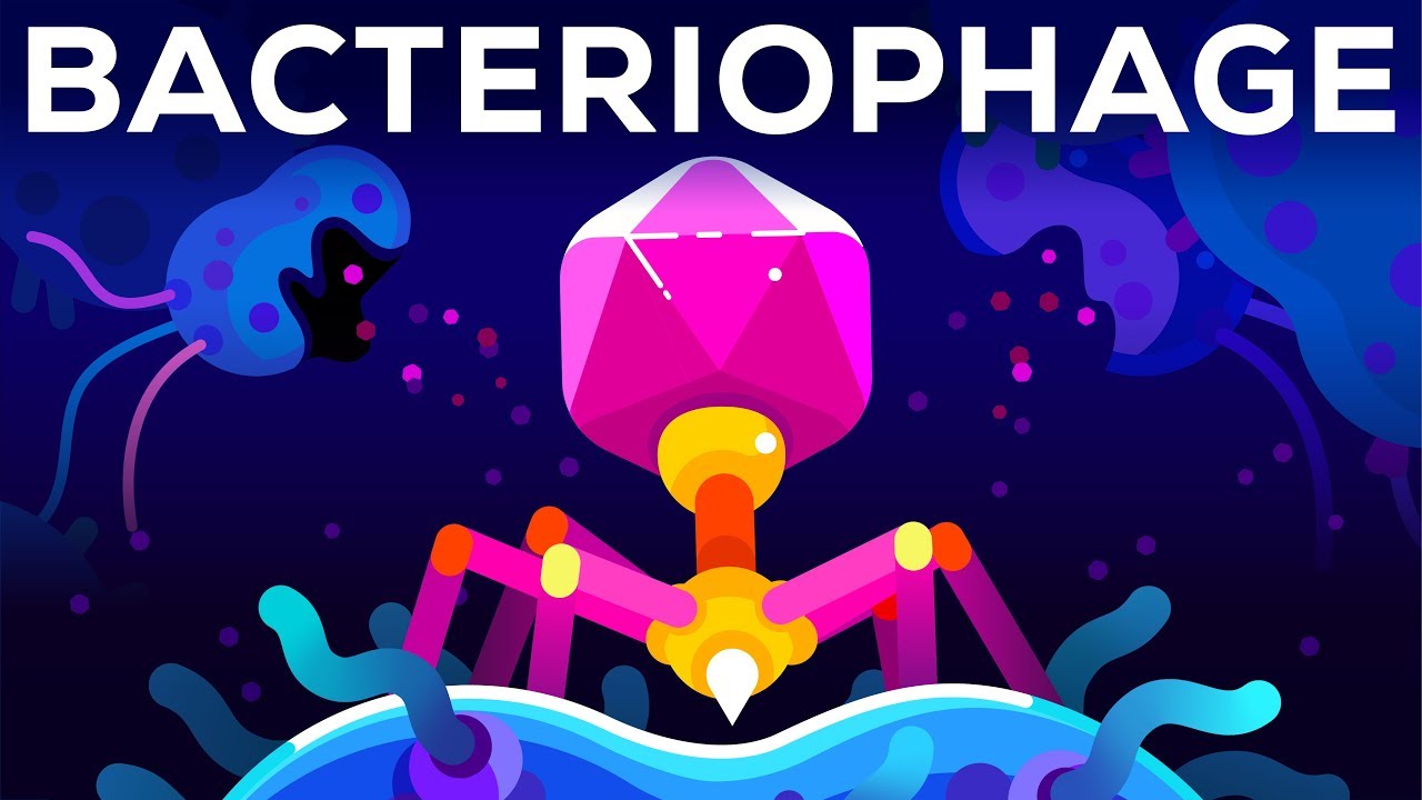 Bacteriophage